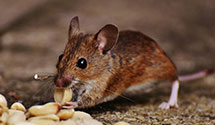 24 Hour & Emergency Exterminators in Burlington, NJ